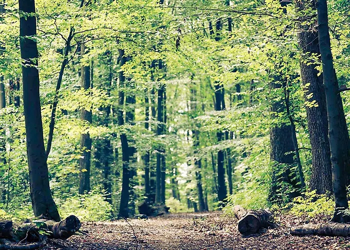 Ibis Strasbourg Nord Hotel Haguenau